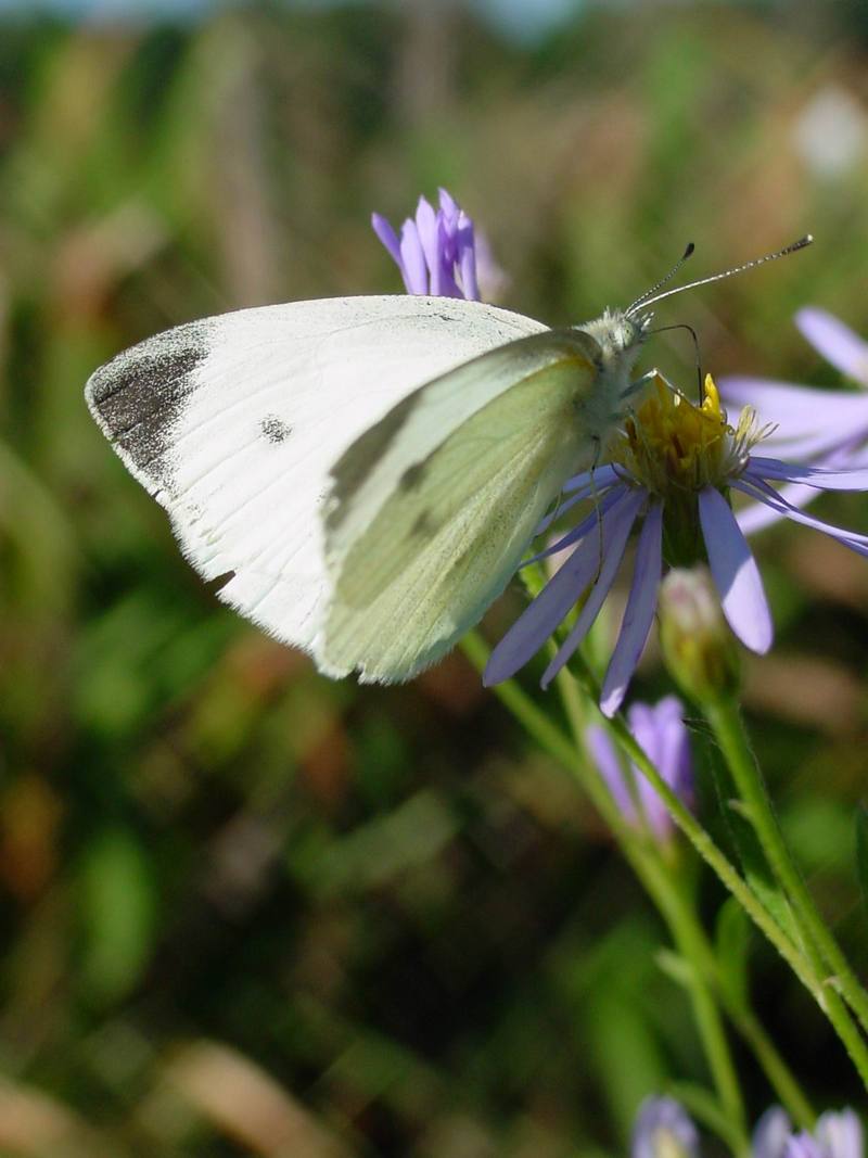 배추흰나비 Artogeia rapae (Common Cabbage White Butterfly); DISPLAY FULL IMAGE.