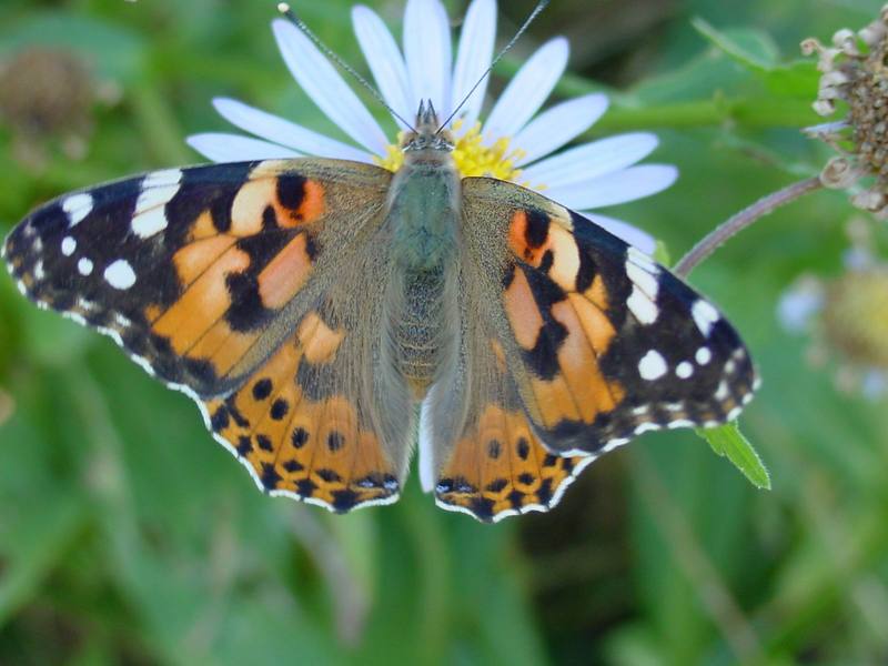 작은멋쟁이나비 Cynthia cardui (Painted Lady Butterfly); DISPLAY FULL IMAGE.