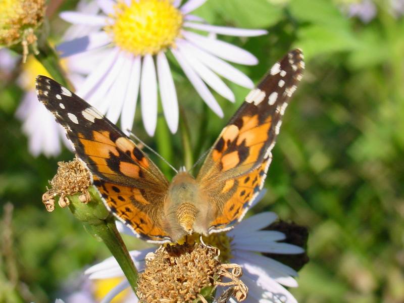 작은멋쟁이나비 Cynthia cardui (Painted Lady Butterfly); DISPLAY FULL IMAGE.