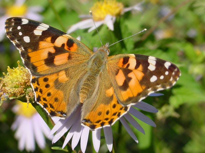 작은멋쟁이나비 Cynthia cardui (Painted Lady Butterfly); DISPLAY FULL IMAGE.