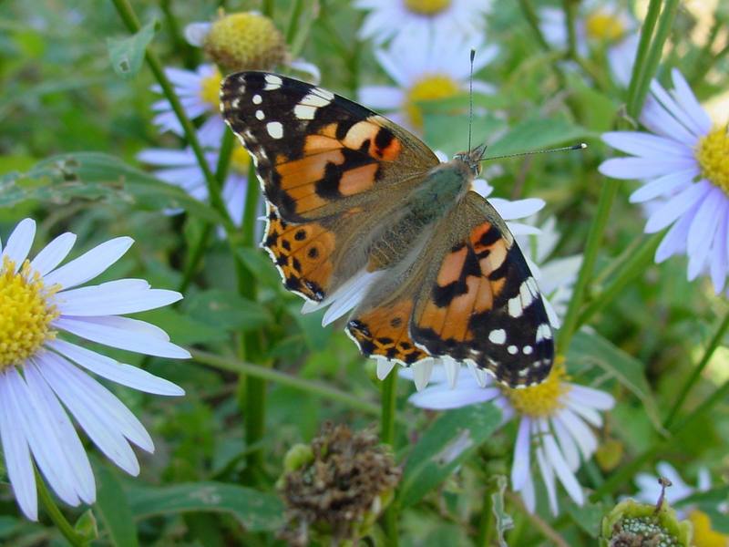 작은멋쟁이나비 Cynthia cardui (Painted Lady Butterfly); DISPLAY FULL IMAGE.