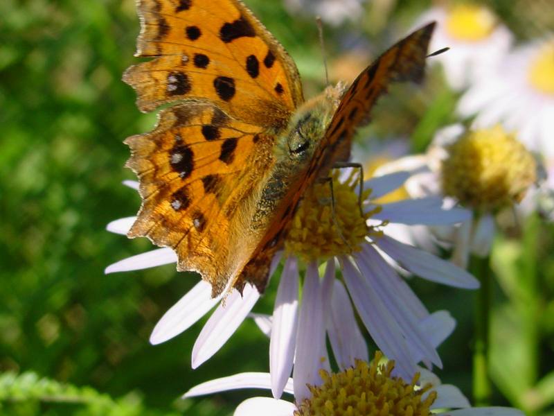 네발나비 Polygonia c-aureum (Asian Comma Butterfly); DISPLAY FULL IMAGE.