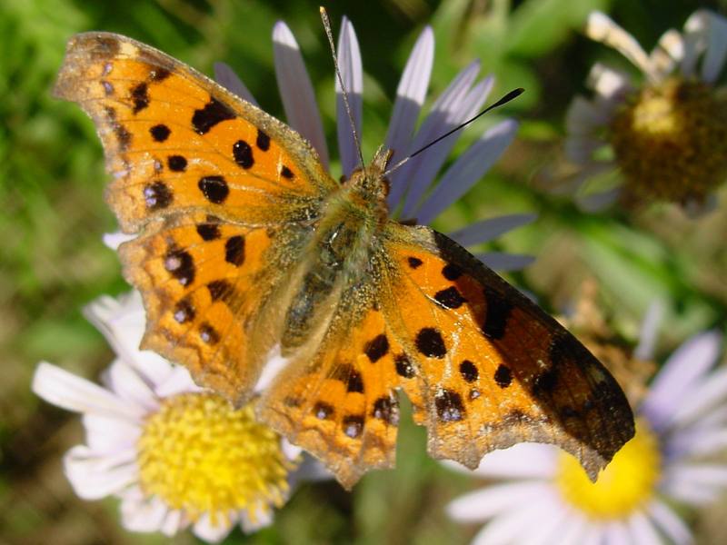 네발나비 Polygonia c-aureum (Asian Comma Butterfly); DISPLAY FULL IMAGE.