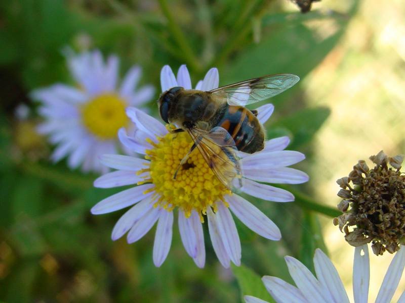 꽃등에 종류 -- 배짧은꽃등에 Eristalis cerealis (Hoverfly); DISPLAY FULL IMAGE.