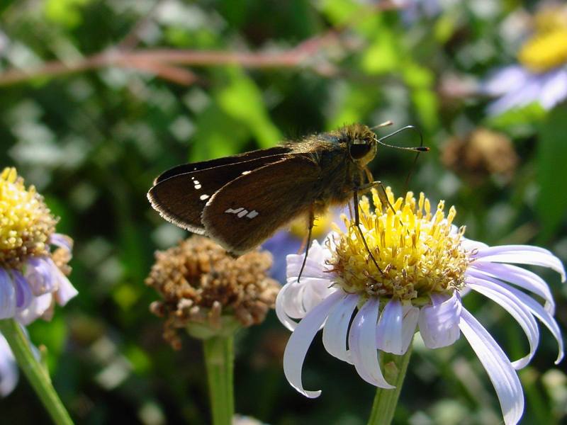 줄점팔랑나비 Parnara guttata (Common Straight Swift Butterfly); DISPLAY FULL IMAGE.