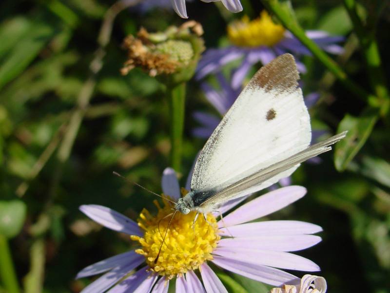 배추흰나비 Artogeia rapae (Common Cabbage White Butterfly); DISPLAY FULL IMAGE.