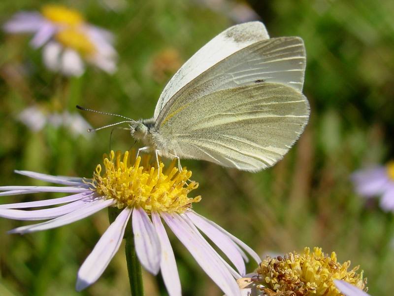 배추흰나비 Artogeia rapae (Common Cabbage White Butterfly); DISPLAY FULL IMAGE.