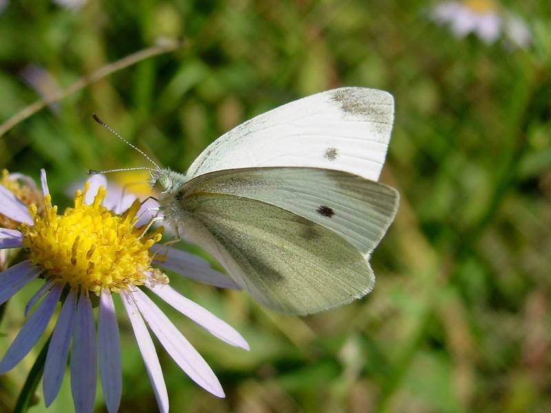 배추흰나비 Artogeia rapae (Common Cabbage White Butterfly); DISPLAY FULL IMAGE.