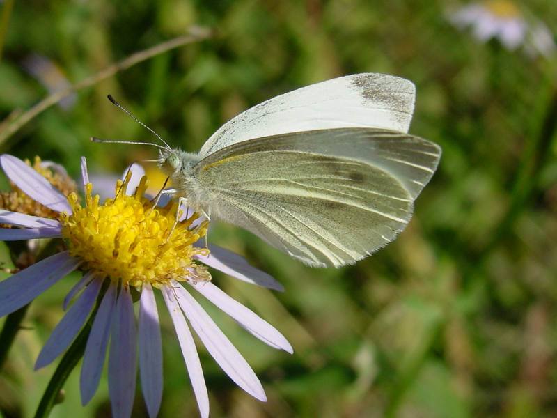 배추흰나비 Artogeia rapae (Common Cabbage White Butterfly); DISPLAY FULL IMAGE.