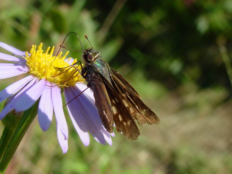 줄점팔랑나비 Parnara guttata (Common Straight Swift Butterfly); DISPLAY FULL IMAGE.