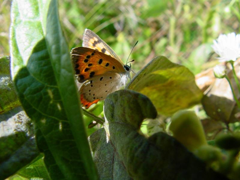 작은주홍부전나비 Lycaena phlaeas (Small Copper Butterfly); DISPLAY FULL IMAGE.