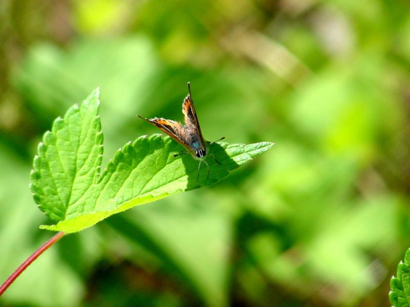 작은주홍부전나비 Lycaena phlaeas (Small Copper Butterfly); DISPLAY FULL IMAGE.