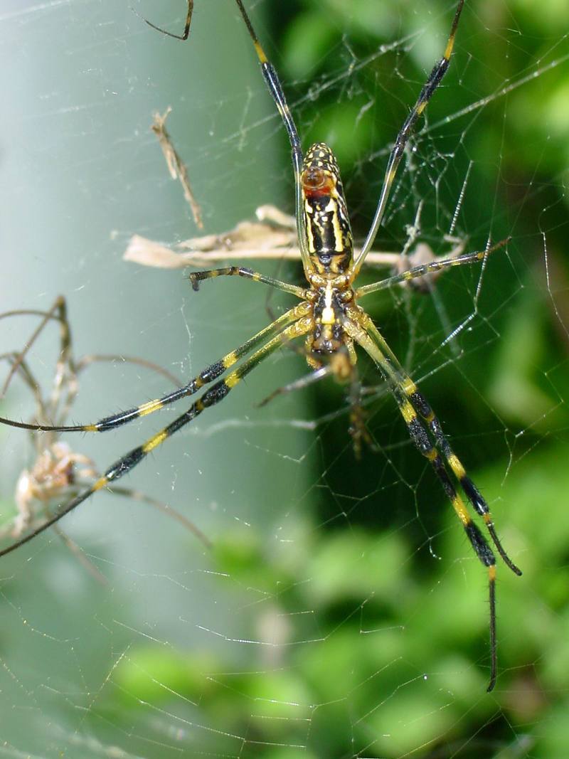 무당거미 Nephila clavata (Golden Orb-web Spider); DISPLAY FULL IMAGE.