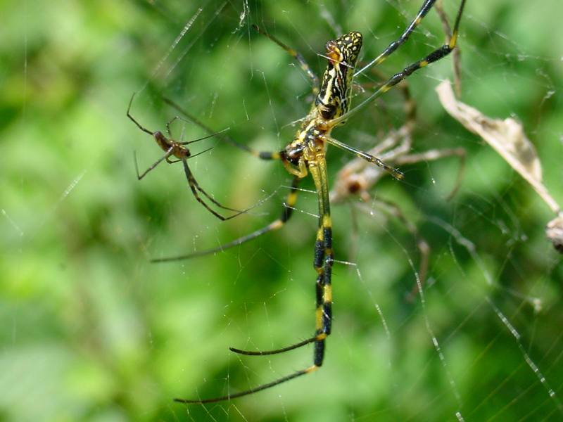 무당거미 Nephila clavata (Golden Orb-web Spider); DISPLAY FULL IMAGE.