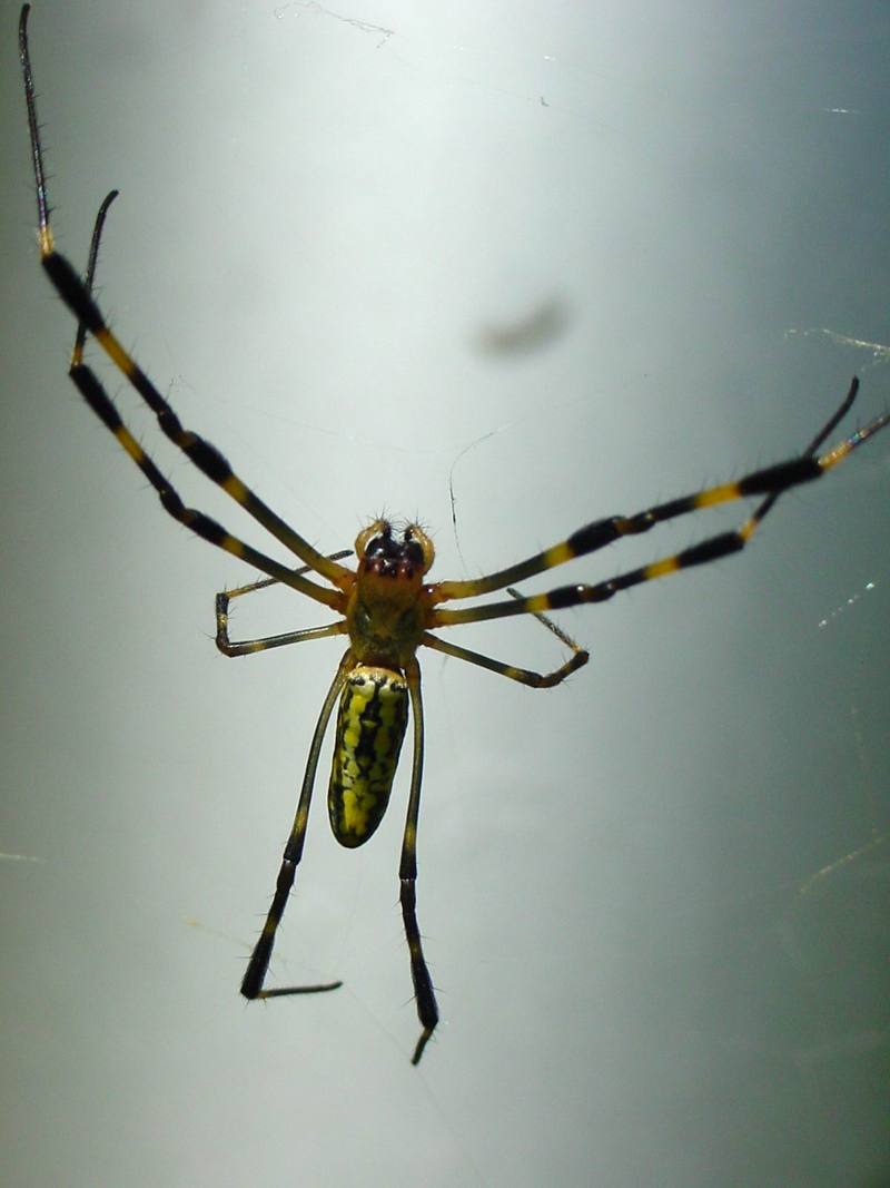 무당거미 Nephila clavata (Golden Orb-web Spider); DISPLAY FULL IMAGE.