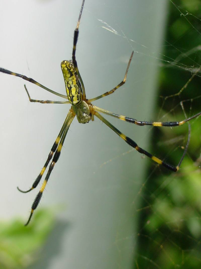 무당거미 Nephila clavata (Golden Orb-web Spider); DISPLAY FULL IMAGE.