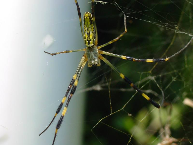 무당거미 Nephila clavata (Golden Orb-web Spider); DISPLAY FULL IMAGE.