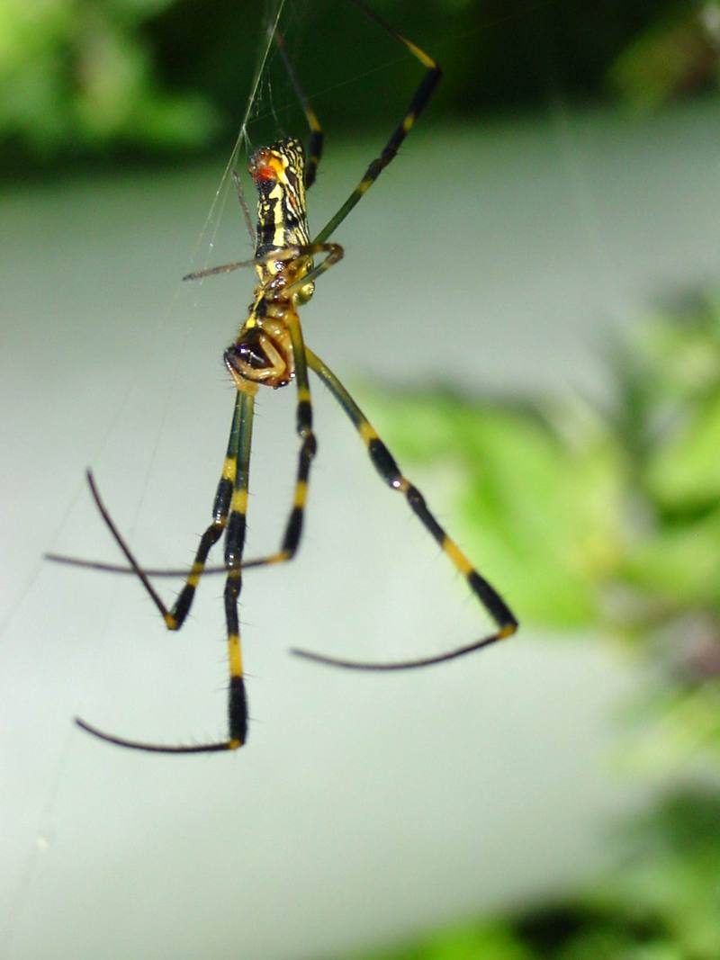 무당거미 Nephila clavata (Golden Orb-web Spider); DISPLAY FULL IMAGE.