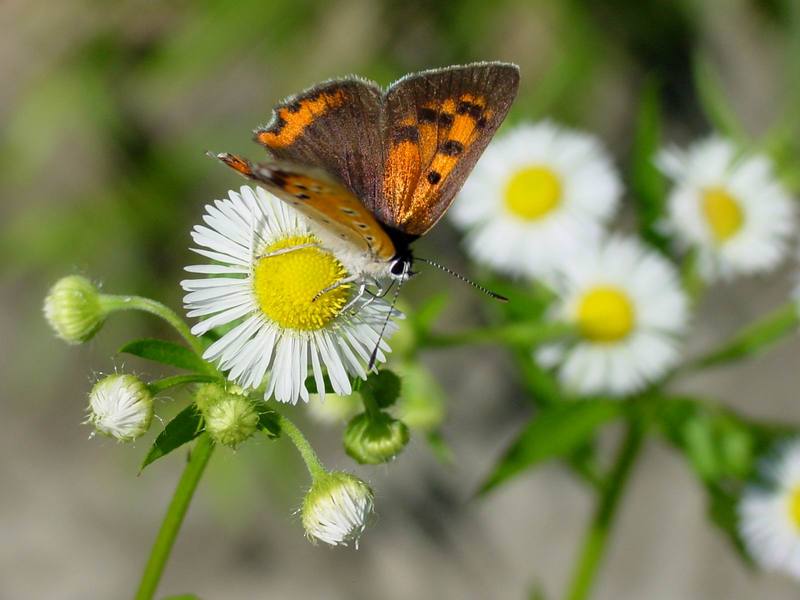 작은주홍부전나비 Lycaena phlaeas (Small Copper Butterfly); DISPLAY FULL IMAGE.