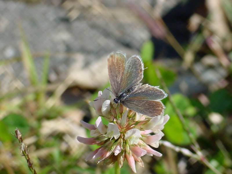 암먹부전나비 Everes argiades (Short-tailed Blue Butterfly); DISPLAY FULL IMAGE.