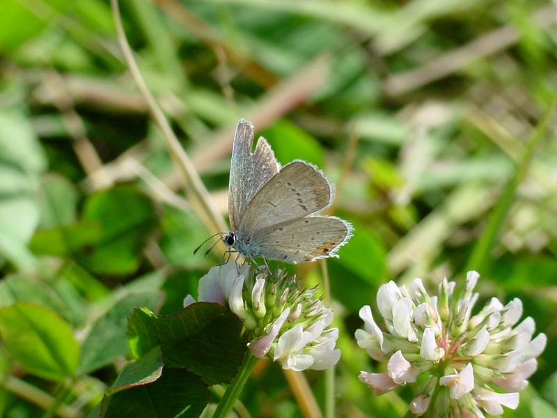 암먹부전나비 Everes argiades (Short-tailed Blue Butterfly); DISPLAY FULL IMAGE.