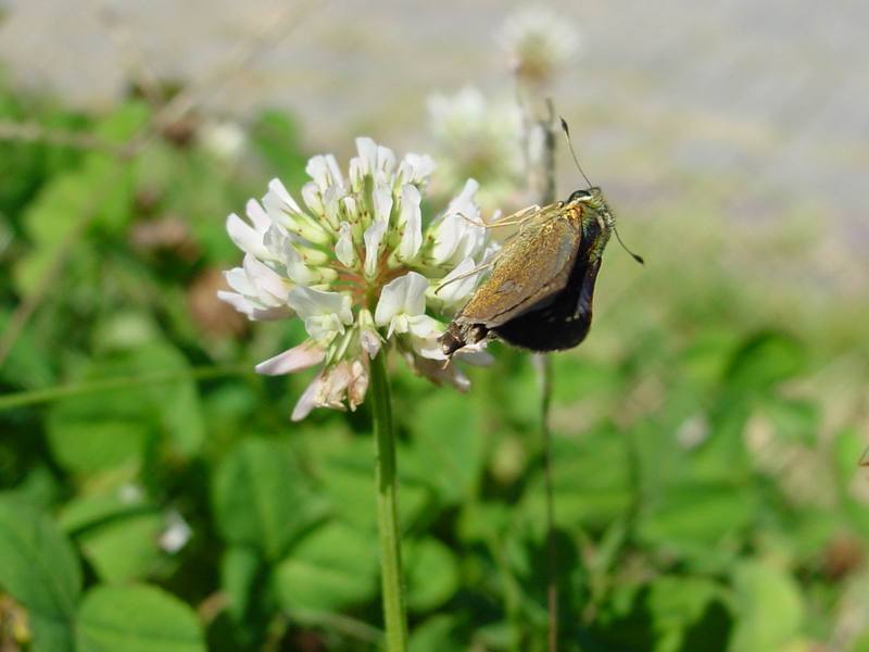 줄점팔랑나비 Parnara guttata (Common Straight Swift Butterfly); DISPLAY FULL IMAGE.