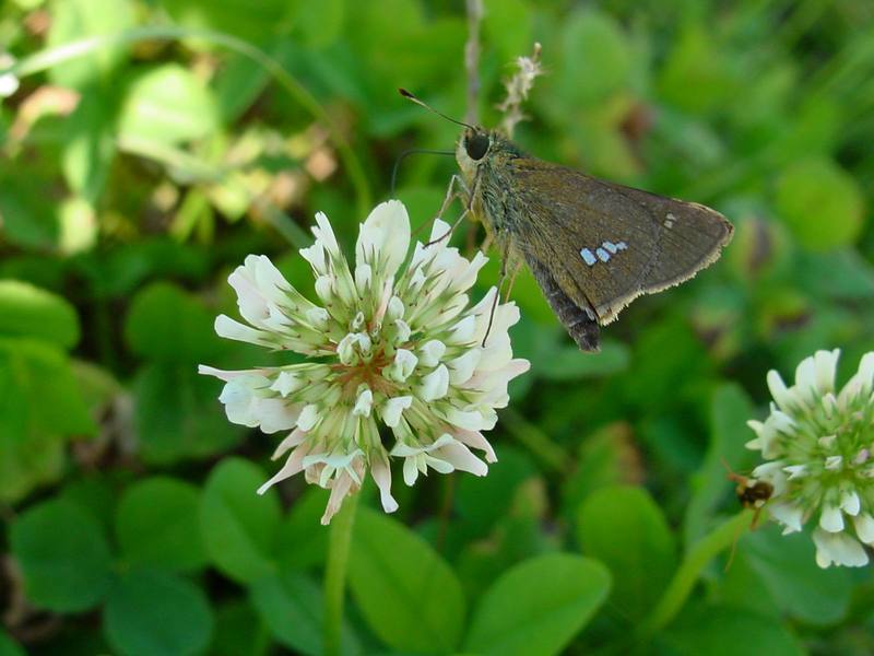 줄점팔랑나비 Parnara guttata (Common Straight Swift Butterfly); DISPLAY FULL IMAGE.