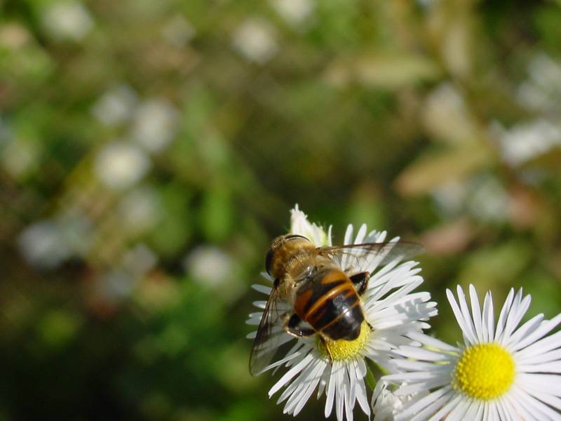 꽃등에 종류 -- 배짧은꽃등에 Eristalis cerealis (Hoverfly); DISPLAY FULL IMAGE.