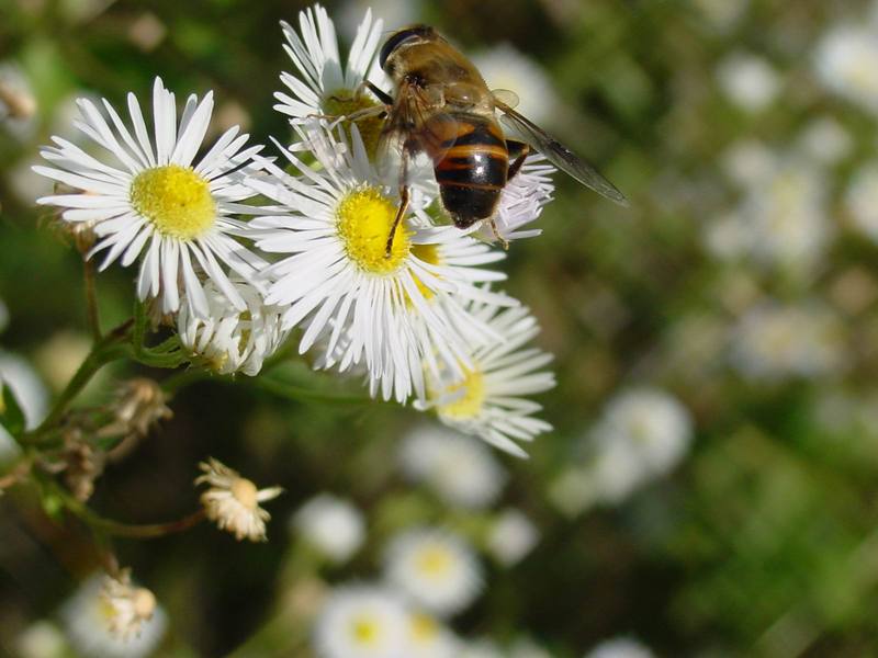 꽃등에 종류 -- 배짧은꽃등에 Eristalis cerealis (Hoverfly); DISPLAY FULL IMAGE.