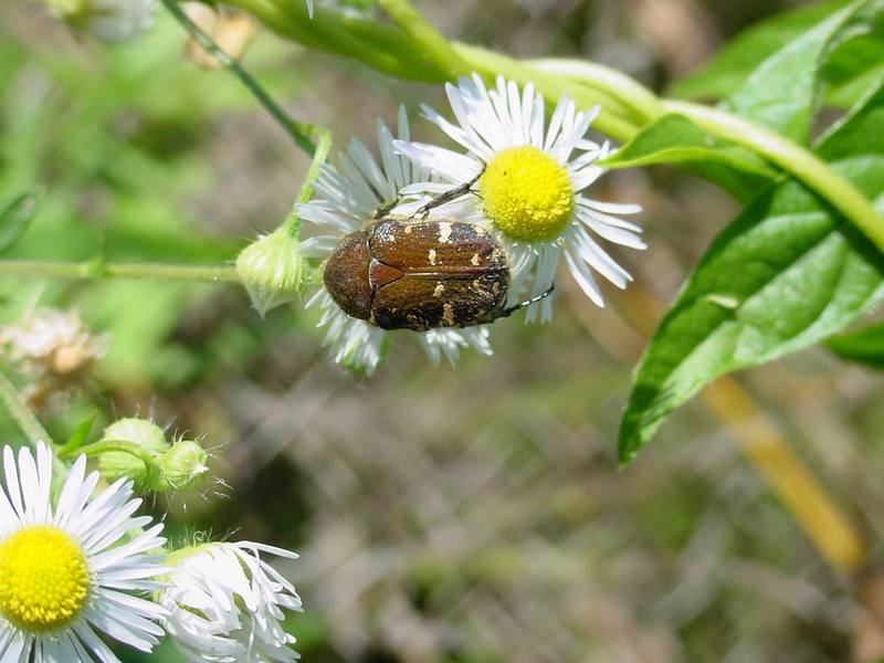 개망초 위의 풍뎅이 한마리 -- 풀색꽃무지(애초록꽃무지) Gametis jucunda (Citrus Flower Chafer); DISPLAY FULL IMAGE.