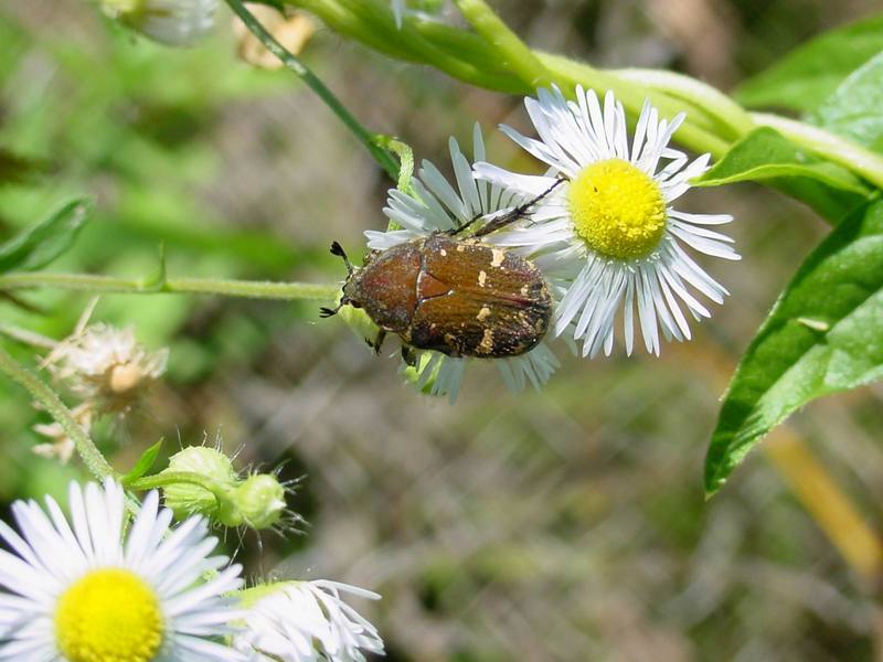 개망초 위의 풍뎅이 한마리 -- 풀색꽃무지(애초록꽃무지) Gametis jucunda (Citrus Flower Chafer); DISPLAY FULL IMAGE.