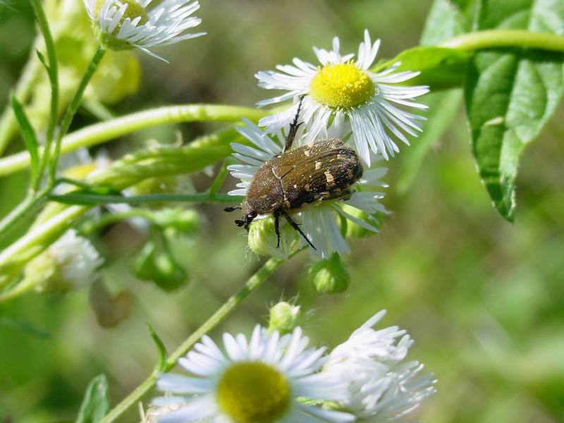 개망초 위의 풍뎅이 한마리 -- 풀색꽃무지(애초록꽃무지) Gametis jucunda (Citrus Flower Chafer); DISPLAY FULL IMAGE.