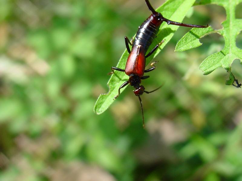 고마로브집게벌레 Timomenus komarovi (Komarov's Earwig); DISPLAY FULL IMAGE.