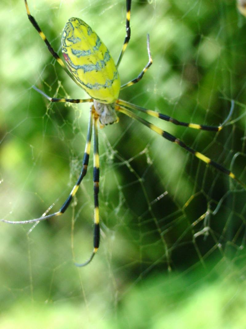 무당거미 Nephila clavata (Golden Orb-web Spider); DISPLAY FULL IMAGE.