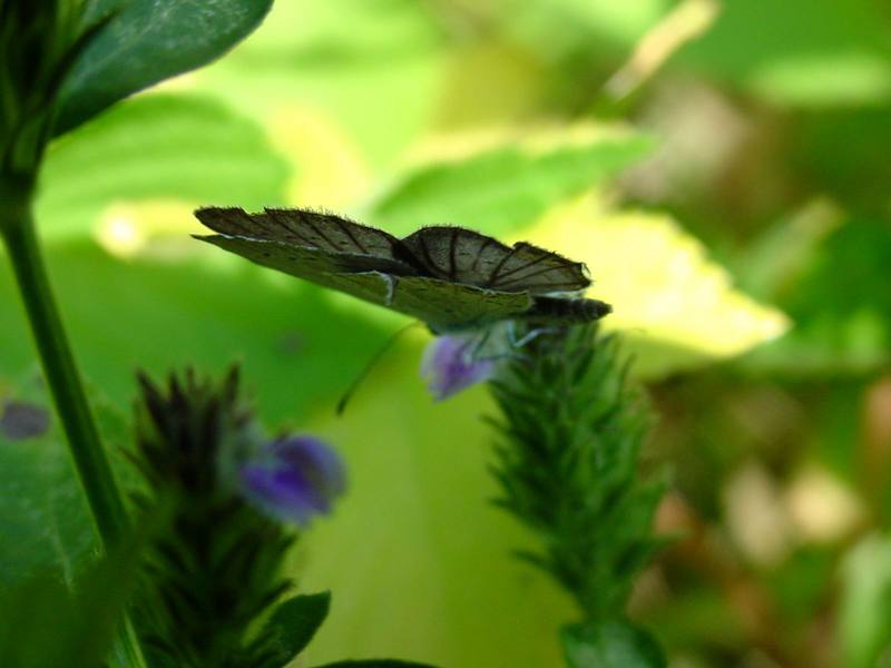 암먹부전나비 Everes argiades (Short-tailed Blue Butterfly); DISPLAY FULL IMAGE.