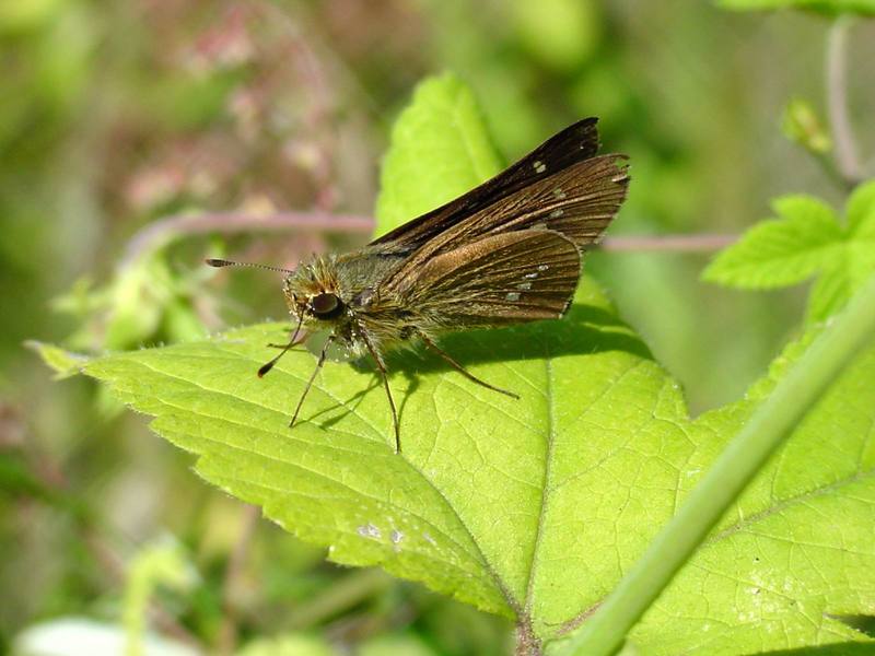 줄점팔랑나비 Parnara guttata (Common Straight Swift Butterfly); DISPLAY FULL IMAGE.