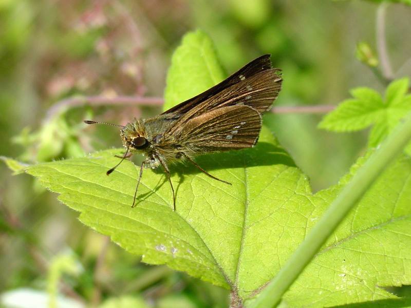 줄점팔랑나비 Parnara guttata (Common Straight Swift Butterfly); DISPLAY FULL IMAGE.