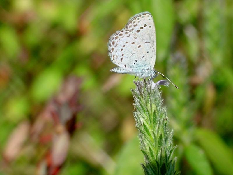 남방부전나비 Pseudozizeeria maha (Pale Grass Blue Butterfly); DISPLAY FULL IMAGE.