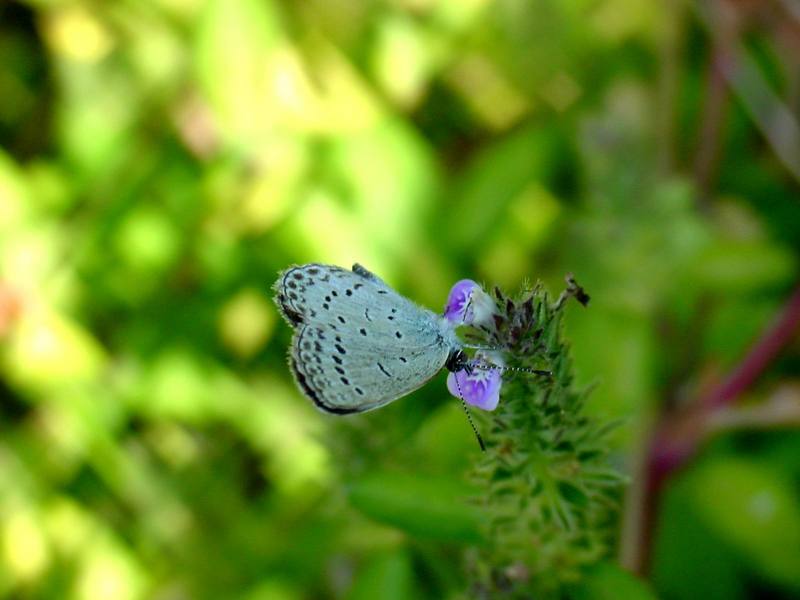 남방부전나비 Pseudozizeeria maha (Pale Grass Blue Butterfly); DISPLAY FULL IMAGE.