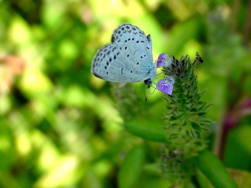 남방부전나비 Pseudozizeeria maha (Pale Grass Blue Butterfly); DISPLAY FULL IMAGE.