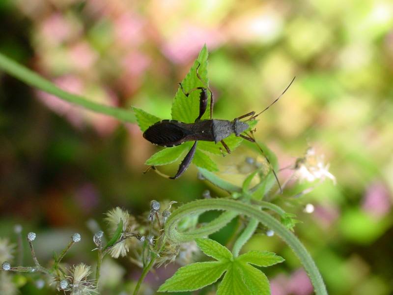 톱다리개미허리노린재 Riptortus clavatus (Bean Bug); DISPLAY FULL IMAGE.
