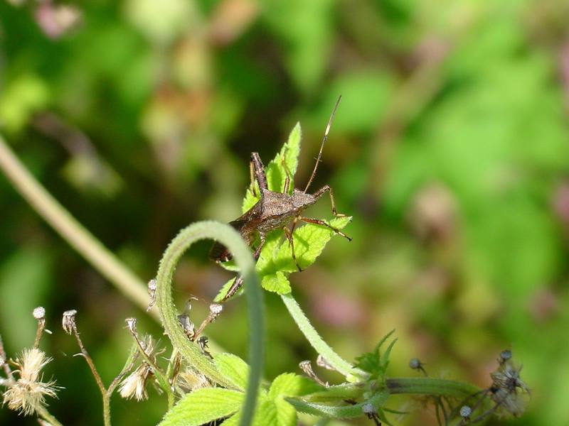 톱다리개미허리노린재 Riptortus clavatus (Bean Bug); DISPLAY FULL IMAGE.