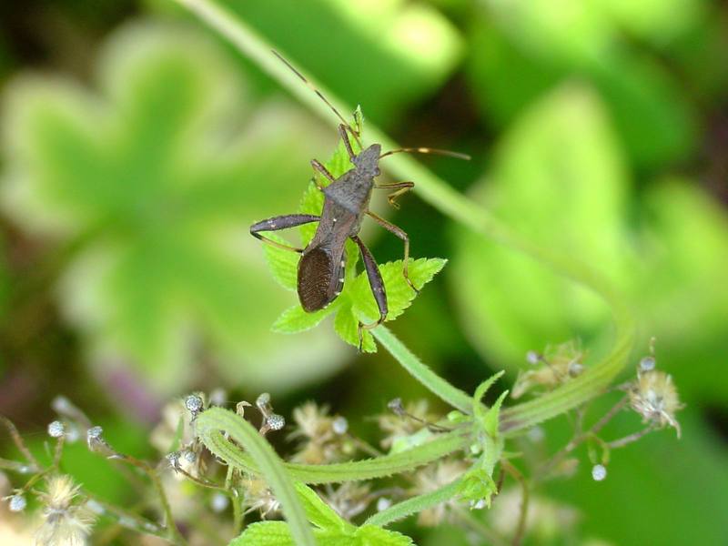 톱다리개미허리노린재 Riptortus clavatus (Bean Bug); DISPLAY FULL IMAGE.