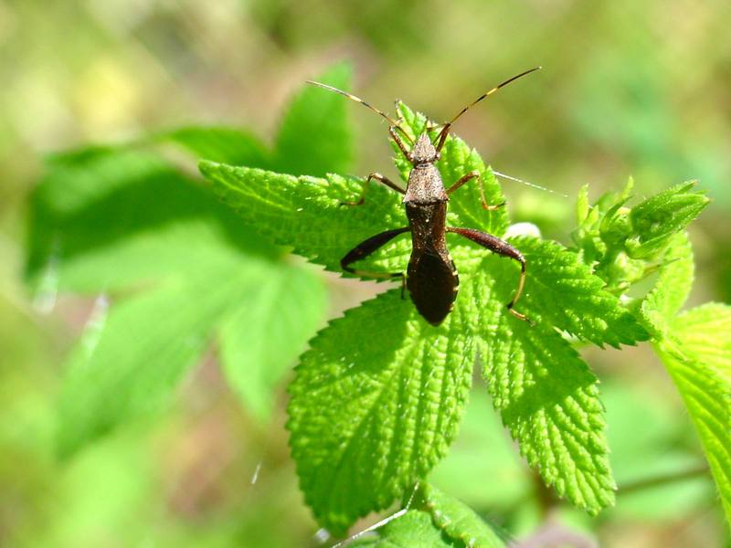 톱다리개미허리노린재 Riptortus clavatus (Bean Bug); DISPLAY FULL IMAGE.