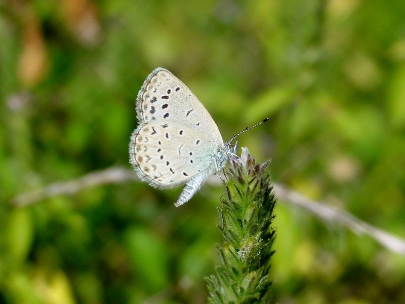 남방부전나비 Pseudozizeeria maha (Pale Grass Blue Butterfly); DISPLAY FULL IMAGE.