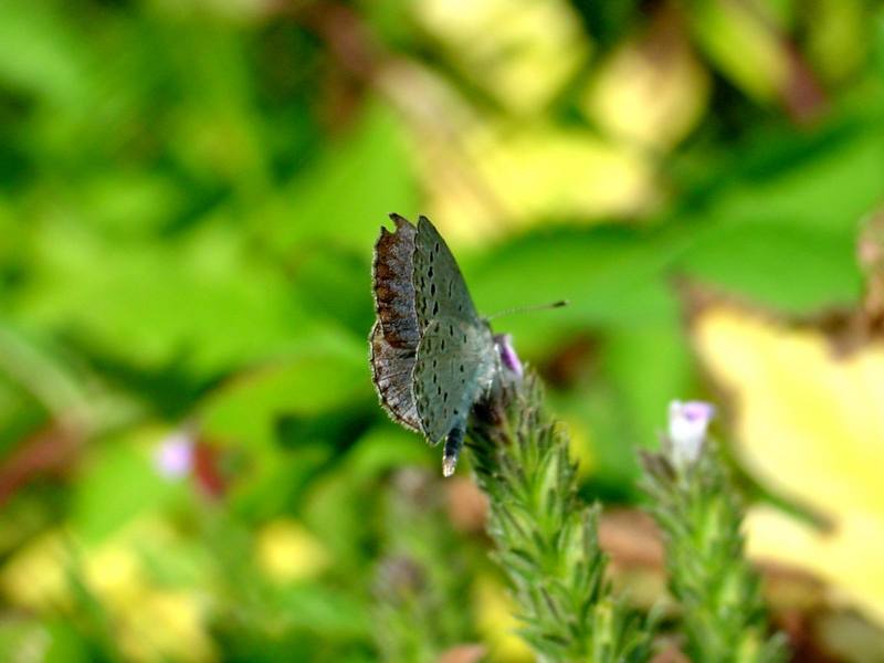 남방부전나비 Pseudozizeeria maha (Pale Grass Blue Butterfly); DISPLAY FULL IMAGE.