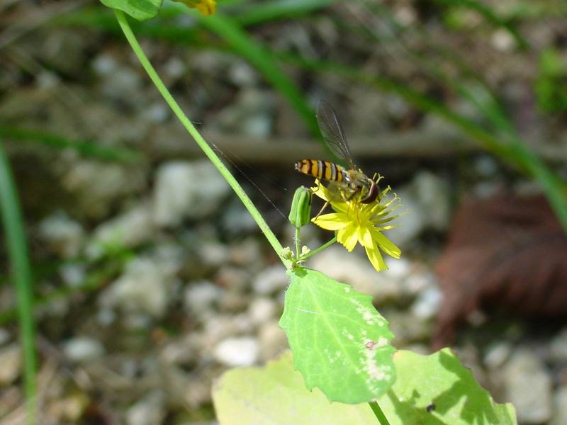 꽃등에 한마리 -- 호리꽃등에 Episyrphus balteatus (Marmelade hoverfly); DISPLAY FULL IMAGE.