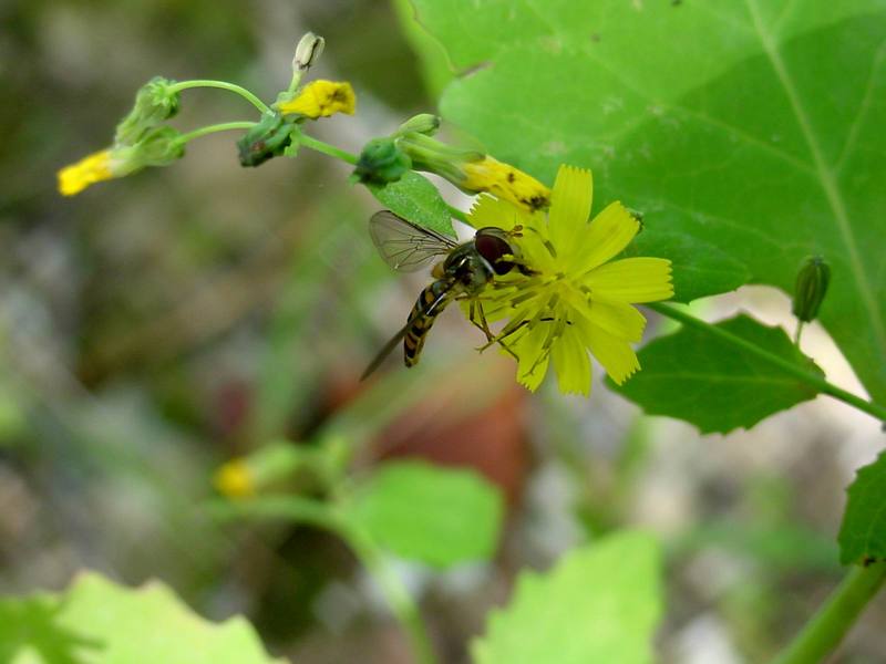 꽃등에 한마리 -- 호리꽃등에 Episyrphus balteatus (Marmelade hoverfly); DISPLAY FULL IMAGE.