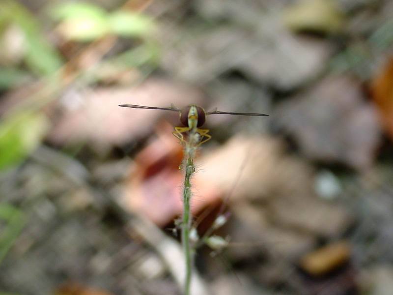 꽃등에 한마리 -- 호리꽃등에 Episyrphus balteatus (Marmelade hoverfly); DISPLAY FULL IMAGE.