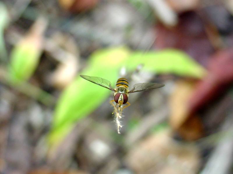 꽃등에 한마리 -- 호리꽃등에 Episyrphus balteatus (Marmelade hoverfly); DISPLAY FULL IMAGE.